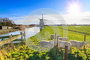 Rural landscape - view of a flock of sheep on the background of the mills