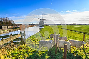 Rural landscape - view of a flock of sheep on the background of the mills