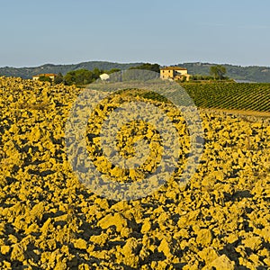 Rural landscape with vineyard