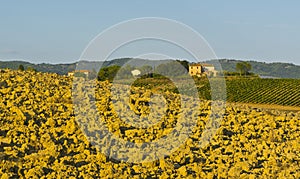 Rural landscape with vineyard
