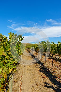 Rural landscape with vineyard and blue sky