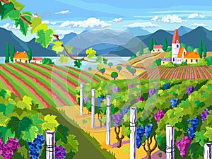 Rural landscape. Vineyard and grapes bunches.