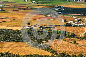 Rural landscape of vineyards