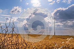 Rural landscape with wheat field dominated by cloud, Apulia, Italy.