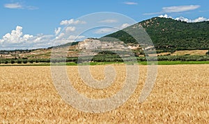 Rural landscape with wheat field and mountains