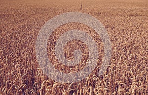 Rural landscape with wheat fields and background.