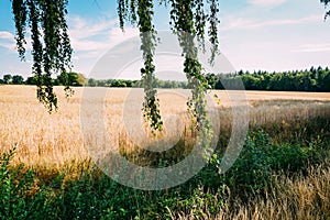 Rural landscape with wheat fields and background.