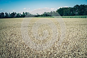 Rural landscape with wheat fields and background.