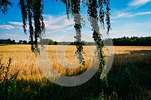 Rural landscape with wheat fields and background.