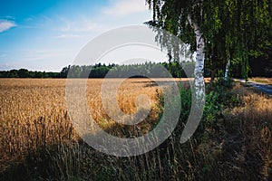 Rural landscape with wheat fields and background.