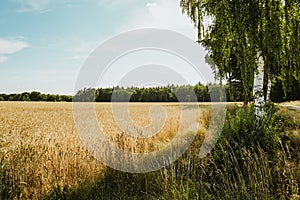 Rural landscape with wheat fields and background.