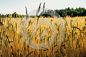 Rural landscape with wheat fields and background.
