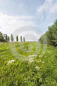 Rural landscape with white flowering common hogweed in the foreg