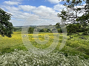 Extensive fields, with wild plants, farms, and old trees in, Allerton, Bradford, UK photo