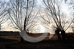 Rural landscape with willow trees near a river in early spring in Poland in the evening befoe dusk