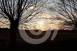 Rural landscape with willow trees near a river in early spring in Poland in the evening befoe dusk