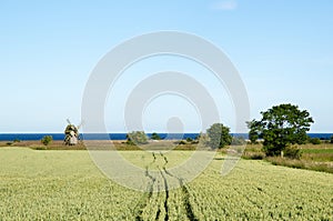 Rural landscape with windmill and corn field