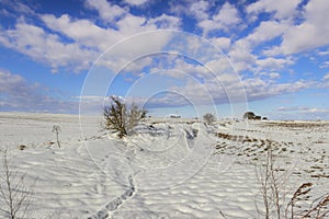 RURAL LANDSCAPE WINTER. Alta Murgia National Park: snowy hills with lonely tree.- Apulia ITALY-