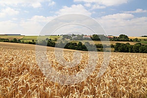 Rural landscape with yellow fields of mature wheat