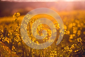 Rural landscape with yellow rape. Canola field. Blooming canola flowers. Oilseed rape. Flowering rapeseed.