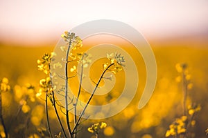 Rural landscape with yellow rape. Canola field. Blooming canola flowers. Oilseed rape. Flowering rapeseed.