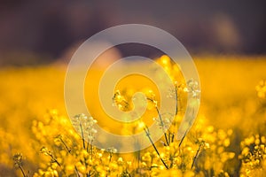 Rural landscape with yellow rape. Canola field. Blooming canola flowers. Oilseed rape. Flowering rapeseed.