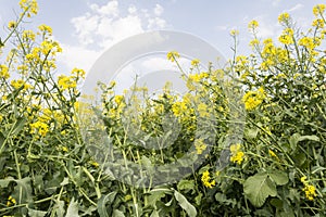 Rural landscape with yellow rape-rapeseed or canola field from below viewpoint- plants for green energy