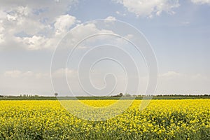 Rural landscape with yellow rape- rapeseed or canola field- plants for green energy