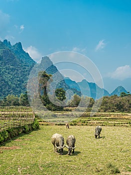 Ban Pakpo Countryside. Laos agriculture