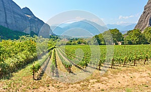 Rural landscpe with vineyard photo