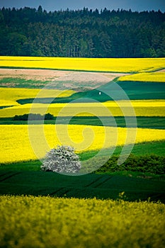 Rural lansdscape near Coburg