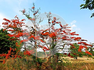 Rural Laos Blooming Nature TheRed