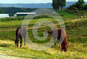 Rural life: horses grazing