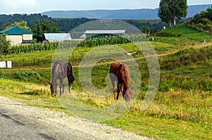 Rural life: horses grazing