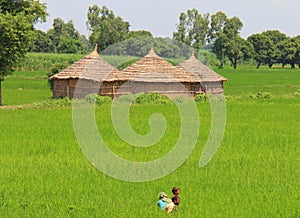 Rural life in India: wheat fields and farmers