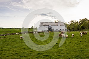 Rural Livestock Farm