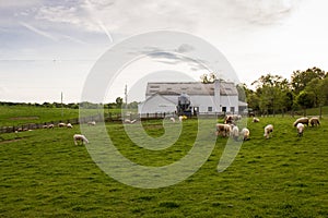 Rural Livestock Farm photo