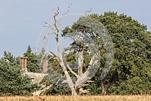 Rural living. Tree copse with remote secluded farm house building