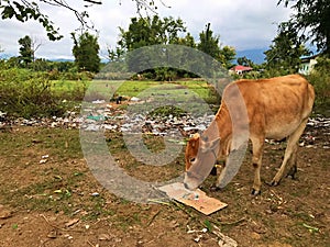 A lonely cow in the beautiful rural