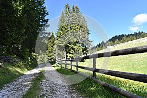 The rural macadam road,wooden fence,forest and field