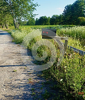 Rural mailbox, field, flowers, trees, summer