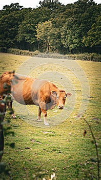 Rural Meadow Grazing Brown Cattle in Green Pasture