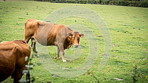 Rural Meadow Grazing Brown Cattle in Green Pasture