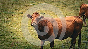 Rural Meadow Grazing Brown Cattle in Green Pasture