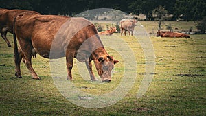 Rural Meadow Grazing Brown Cattle in Green Pasture