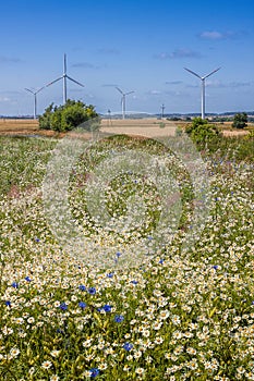 Rural meadow on summer