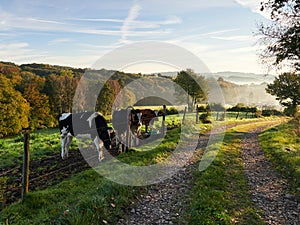 Rural and misty landscape in the Bergisches Land region. Grazing cows and a country road on a colorful autumn morning