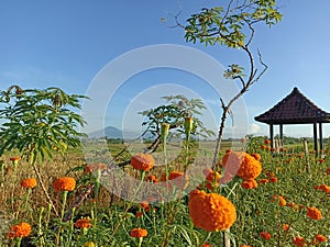 Rural morning view with clear blue sky over the field. Beautiful nature scenery surrounding orange marigold plants with hut.