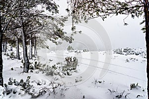 Rural mountain road completely covered with snow, with car rides