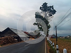 rural natural views in the morning with coolness and beauty 1